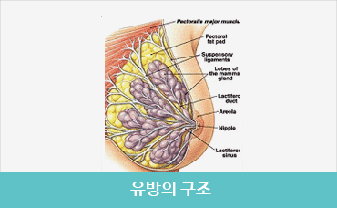 유방의 구조